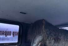 Львівські волонтери евакуювали оленів, віслюків, овець і поні з Краматорська