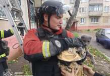 У Дружківці рятувальники врятували котика із зачиненої квартири