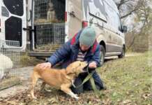 Зоозахисники евакуювали з Дружківки собак Персика та Мішку та передали їх власникам.