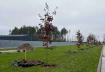 На Національному військовому меморіальному кладовищі висадили перші дерева у рамках проєкту «Алея дубів. Національна пам’ять»