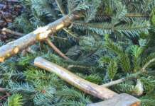 Штрафи за незаконну рубку ялинок злетіли втричі