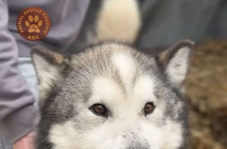 FPV-дрон ударив по машині зооволонтерів під час евакуації тварин у Донецькій області